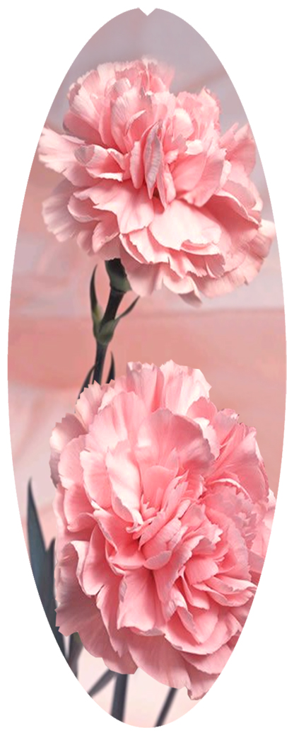 DNSA18-022 Pink Carnation